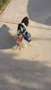 Meet your Posher, Isaac